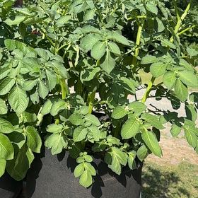 Photo of the plant species Potato by @BossKamahi32 named Potato on Greg, the plant care app