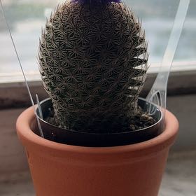 Photo of the plant species Coryphantha erecta by @YesLemon2 named Bodhi on Greg, the plant care app