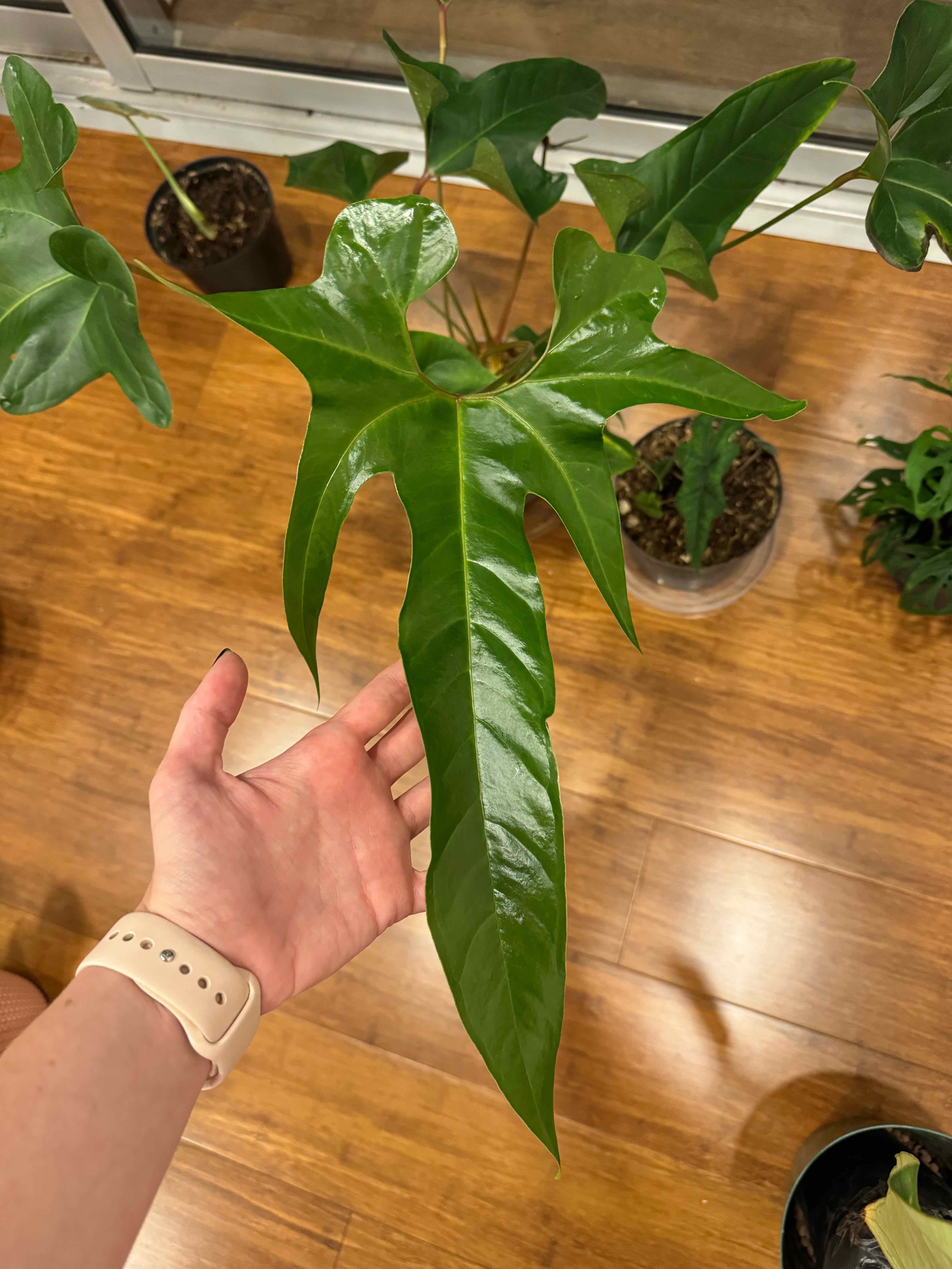 Photo of the plant species Anthurium draconopterum by @nlondon2 named Batman on Greg, the plant care app