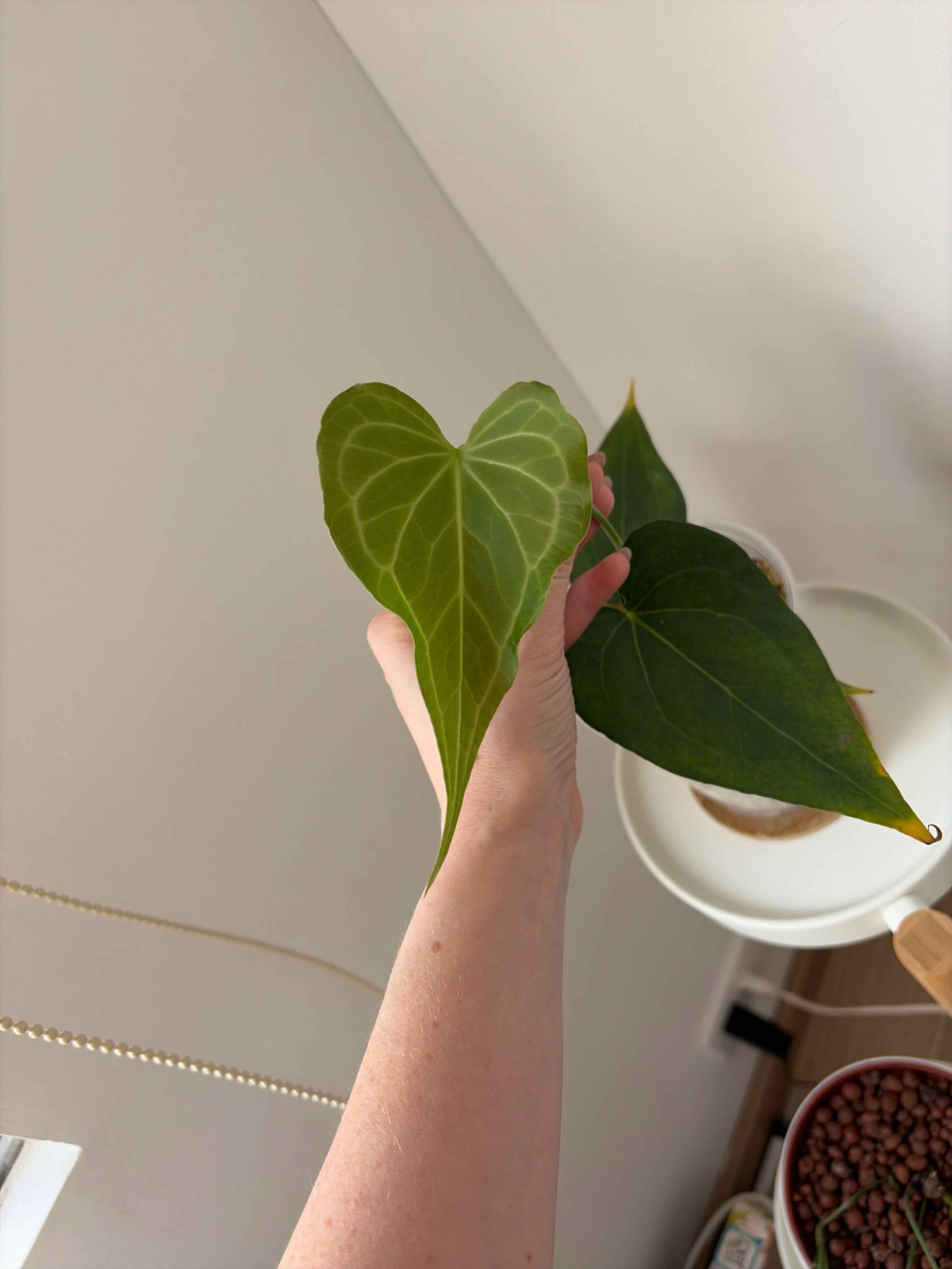 Photo of the plant species Delta Force Anthurium by @nlondon2 named Delta force on Greg, the plant care app
