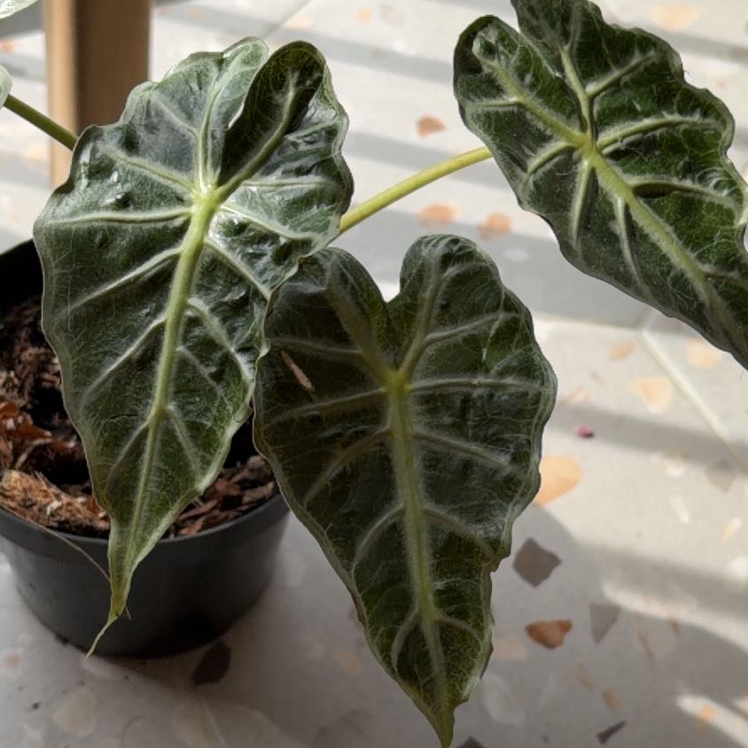 Photo of the plant species Alocasia 'Mandalay' by @nlondon2 named Diana on Greg, the plant care app