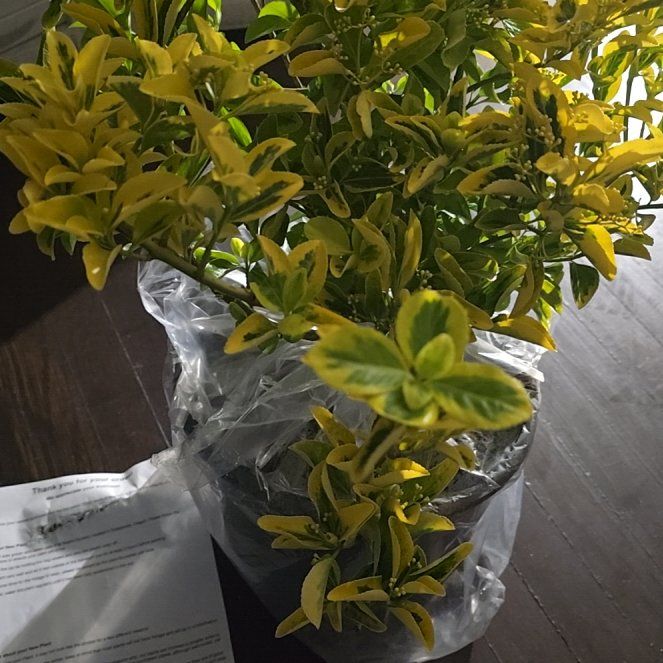 Photo of the plant species Japanese Spindle by @PeakMakole50 named Bruce Lee on Greg, the plant care app