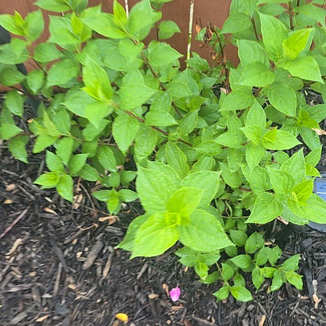 Photo of the plant species Japanese Meadowsweet by @PeakMakole50 named Prince on Greg, the plant care app