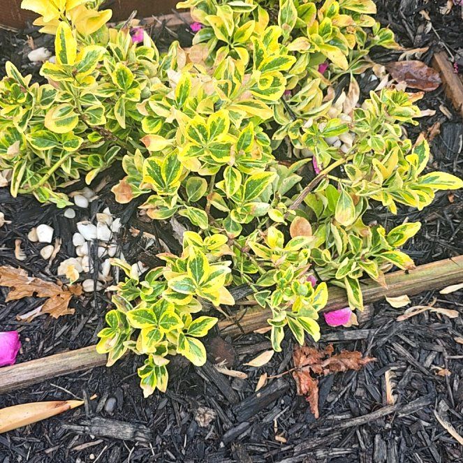 Photo of the plant species Japanese Spindle by @PeakMakole50 named Figyonce on Greg, the plant care app