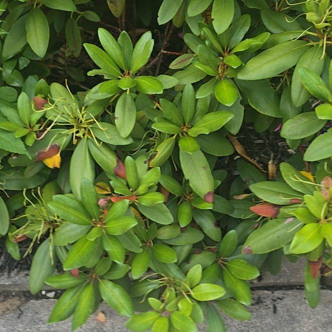 Photo of the plant species Pontian Rhododendron by @PeakMakole50 named Kylie on Greg, the plant care app