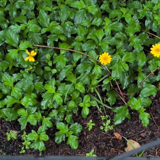 Photo of the plant species Indian Daisy by @LimberGollum22 named Leaf Erickson on Greg, the plant care app