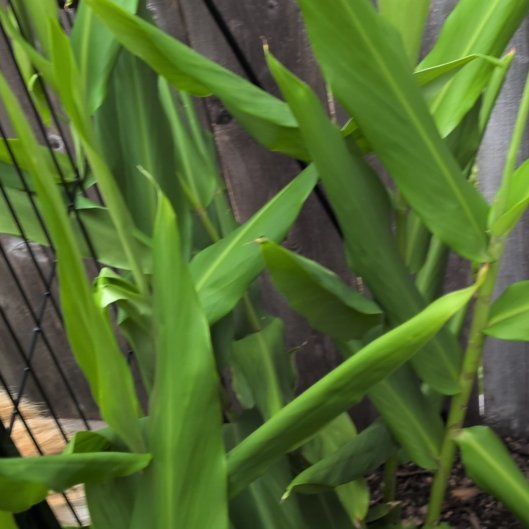 Photo of the plant species Butterfly Ginger by @LimberGollum22 named Eva on Greg, the plant care app