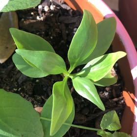 Photo of the plant species Valeriana rubra by @ChicAdelinia40 named Rosa on Greg, the plant care app