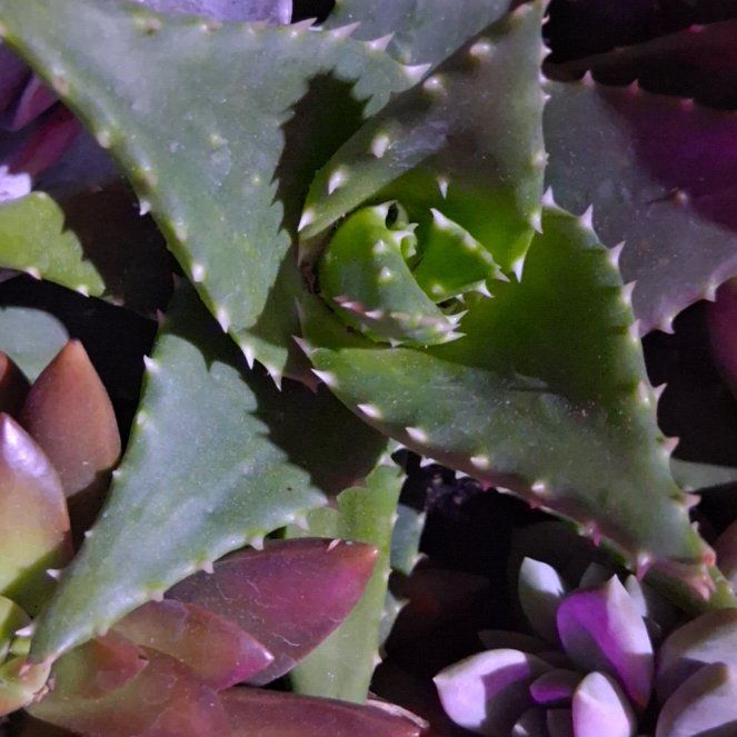 Photo of the plant species Lily of the Desert by @YeveAnthemis21 named Emerson on Greg, the plant care app