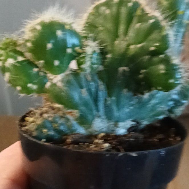 Photo of the plant species Opuntia cylindrica f. cristata by @AceChards54 named Justice on Greg, the plant care app