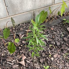 Photo of the plant species Seaside Goldenrod by @OpenlyRaintree named Lilly on Greg, the plant care app