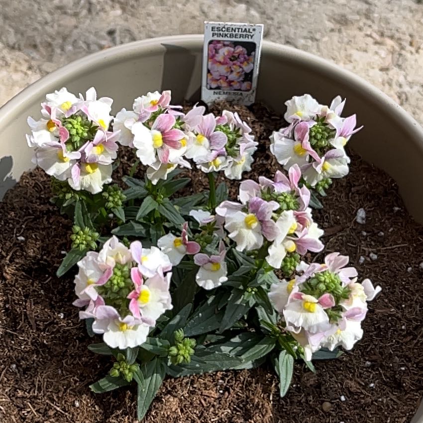 Photo of the plant species Nemesia 'Escential Pinkberry' by @RadLuronium87 named Madonna on Greg, the plant care app