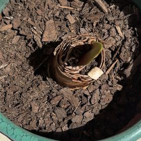 Photo of the plant species Giant Amaryllis by @ChicEmoryoak67 named Xena on Greg, the plant care app
