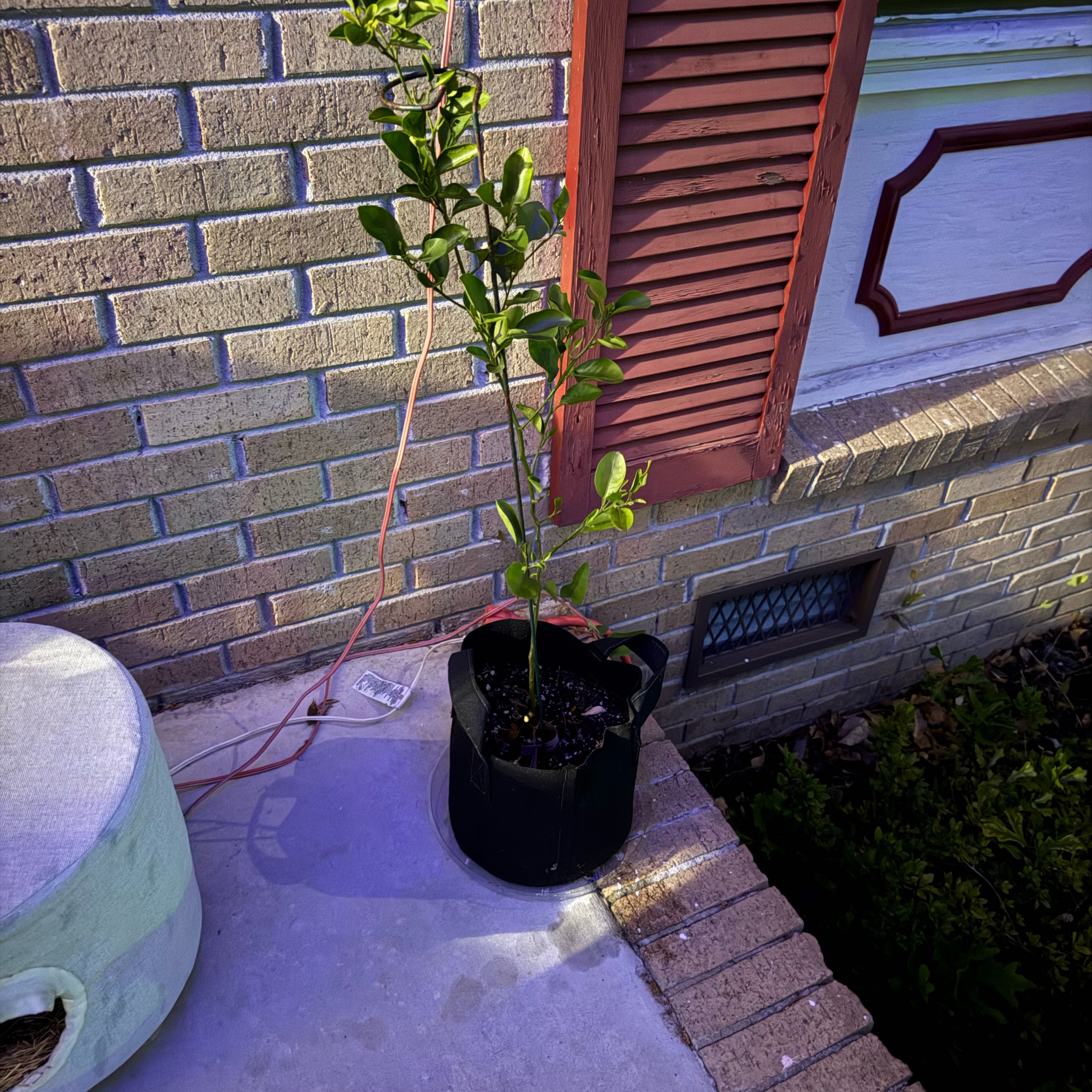 Photo of the plant species Keraji Madarin by @ChicEmoryoak67 named Tree Diddy on Greg, the plant care app