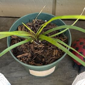 Photo of the plant species Big Blue Lilyturf by @ComicLentil47 named Spike Leaves on Greg, the plant care app