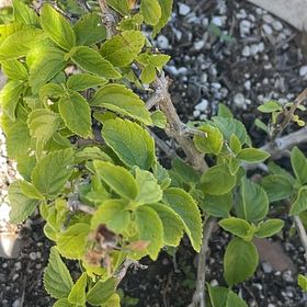 Photo of the plant species Asian Bittersweet by @ComicLentil47 named Bruce Lee on Greg, the plant care app