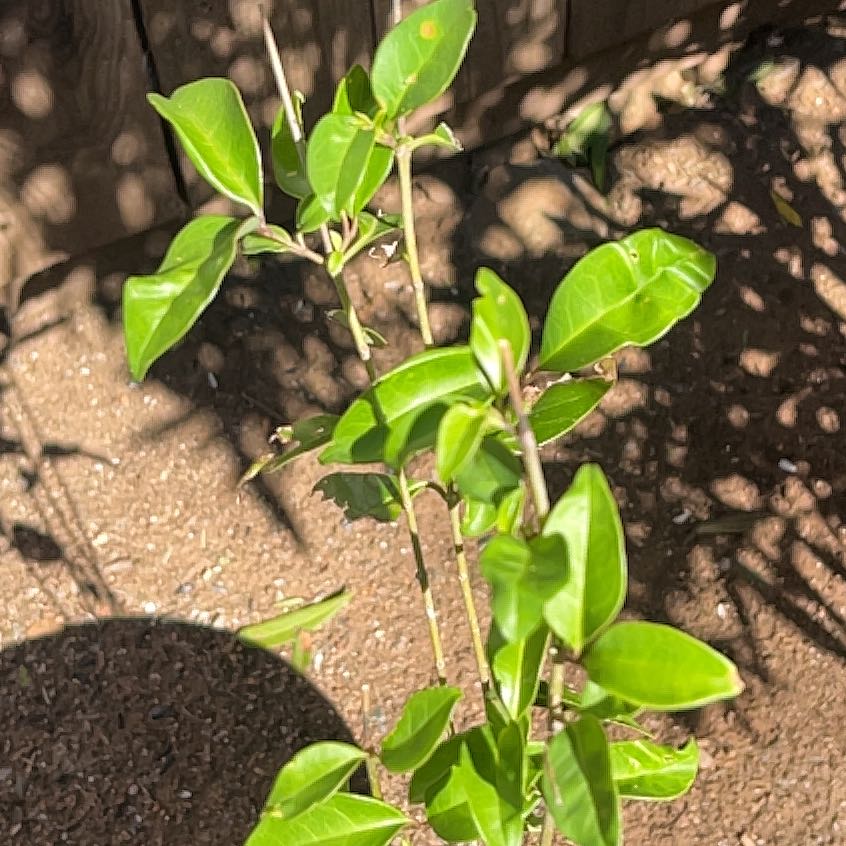 Photo of the plant species Camphor by @ComicLentil47 named Ulysses S Plant on Greg, the plant care app