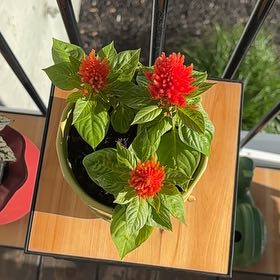 Photo of the plant species Celosia by @SmashingMum64 named Elina on Greg, the plant care app