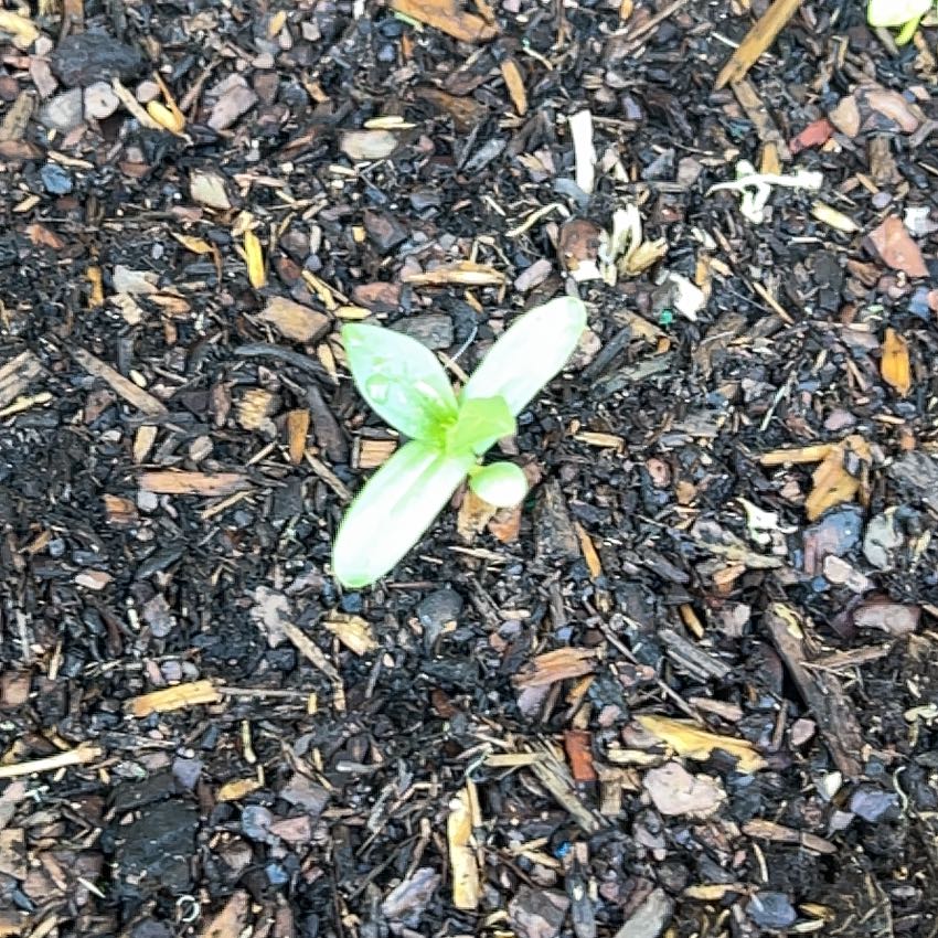 Photo of the plant species Rain Lily by @justmenmyplants named Surya on Greg, the plant care app
