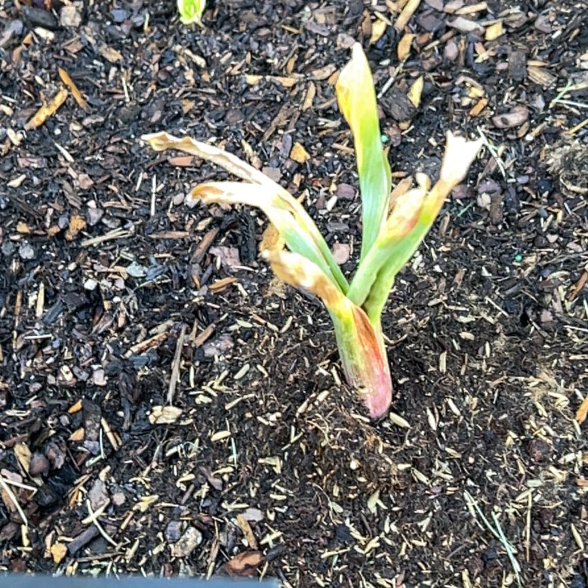 Photo of the plant species New Zealand Rock Lily by @justmenmyplants named Osmo on Greg, the plant care app