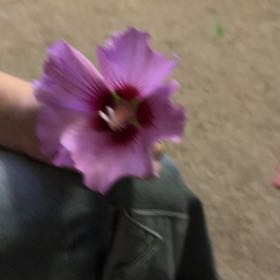 Photo of the plant species Rose Of Sharon by @justmenmyplants named Navajo on Greg, the plant care app
