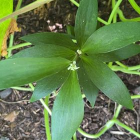 Photo of the plant species False Solomon's Seal by @justmenmyplants named Forrest on Greg, the plant care app