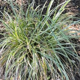 Photo of the plant species Texas Sacahuista by @CozyDuranta81 named Homer on Greg, the plant care app