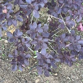 Photo of the plant species Smokebush by @CozyDuranta81 named Mollie on Greg, the plant care app
