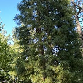 Photo of the plant species Sierra Redwood by @CozyDuranta81 named Stella on Greg, the plant care app