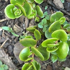 Photo of the plant species Fairy Crassula by @VipTwister27 named Rainier on Greg, the plant care app