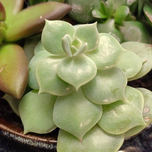 Photo of the plant species Crassula Orbicularis by @CurrentBetel87 named Kendall on Greg, the plant care app
