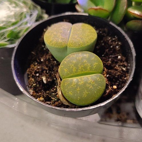 Photo of the plant species Assorted Lithops by @CurrentBetel87 named Drake on Greg, the plant care app