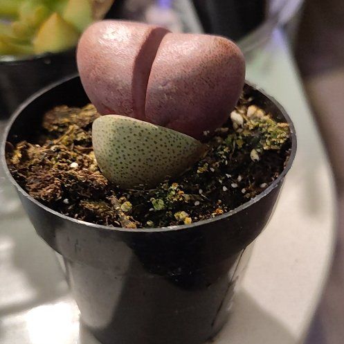 Photo of the plant species Assorted Lithops by @CurrentBetel87 named Xena on Greg, the plant care app