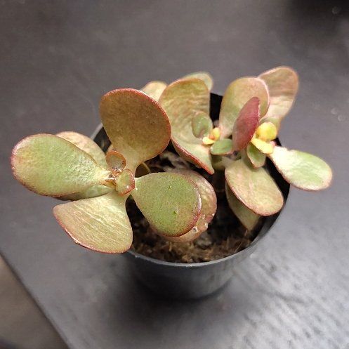 Photo of the plant species Mosaic Jade by @CurrentBetel87 named Einstein on Greg, the plant care app