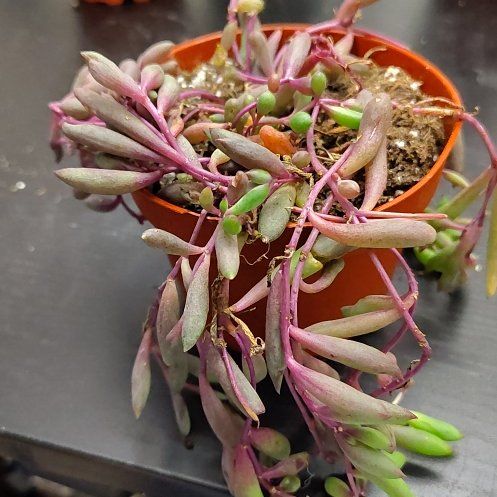 Photo of the plant species ruby necklace by @CurrentBetel87 named Stella on Greg, the plant care app
