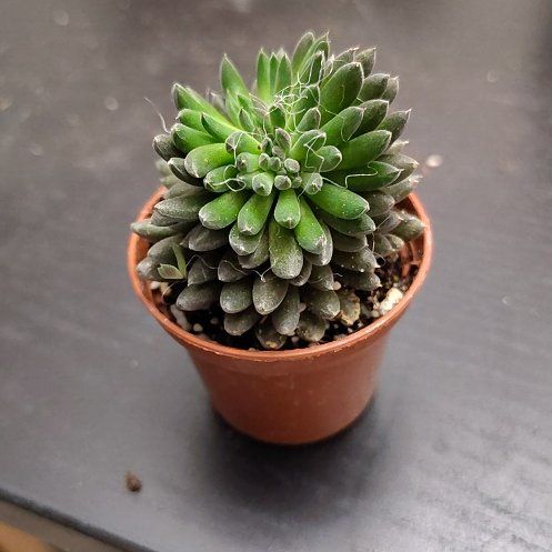 Photo of the plant species Black Sea Urchin by @CurrentBetel87 named Bella on Greg, the plant care app