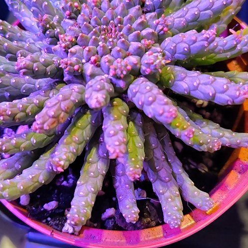 Photo of the plant species Medusa's Head by @CurrentBetel87 named Plato on Greg, the plant care app