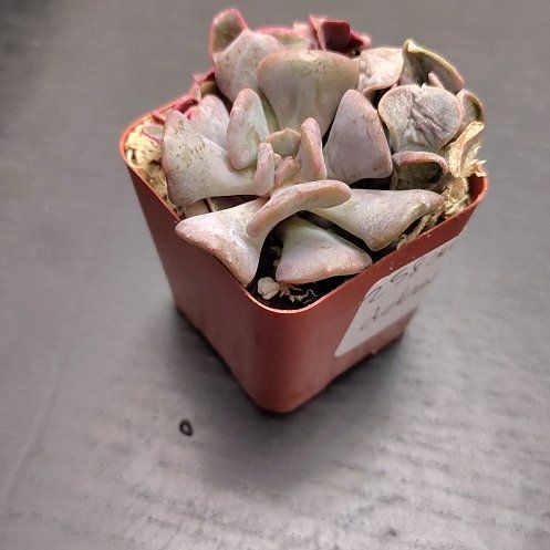 Photo of the plant species Echeveria 'Cubic Frost™' by @CurrentBetel87 named Girlfrond on Greg, the plant care app