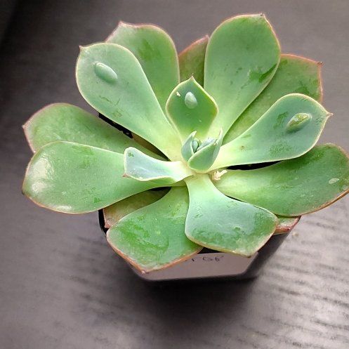 Photo of the plant species Raindrops Echeveria by @CurrentBetel87 named Lola on Greg, the plant care app