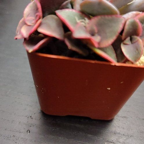 Photo of the plant species Calico Kitten by @CurrentBetel87 named Keanu Leaves on Greg, the plant care app