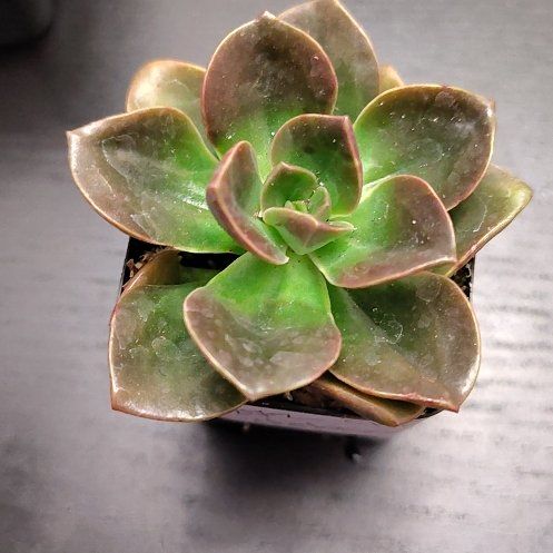 Photo of the plant species Echeveria 'Melaco' by @CurrentBetel87 named Daphne on Greg, the plant care app