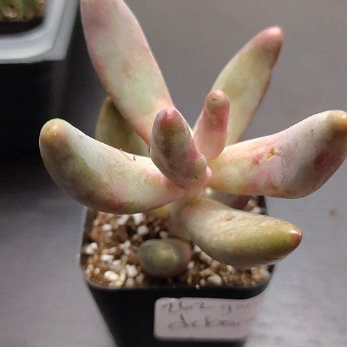 Photo of the plant species Pachysedum 'Ganzhou' by @CurrentBetel87 named Rainier on Greg, the plant care app