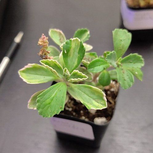 Photo of the plant species Plectranthus Neochilus by @CurrentBetel87 named Bieber on Greg, the plant care app