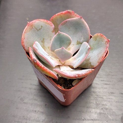 Photo of the plant species Echeveria 'Persia' by @CurrentBetel87 named Planty on Greg, the plant care app