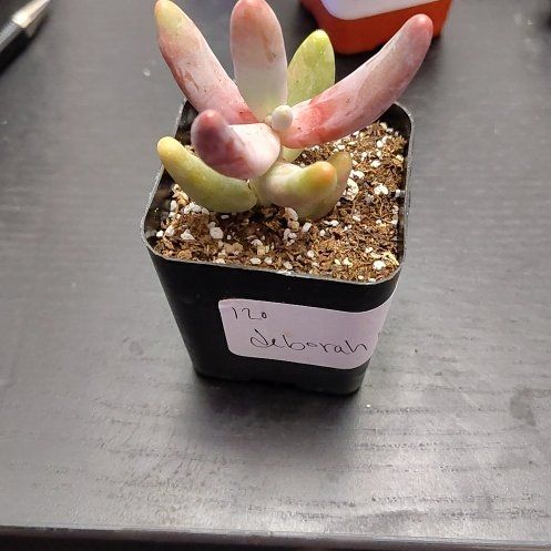 Photo of the plant species Pachysedum 'Ganzhou' by @CurrentBetel87 named Kesha on Greg, the plant care app