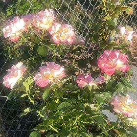 Photo of the plant species French Rose by @UrbaneSierrapea named Mollie on Greg, the plant care app
