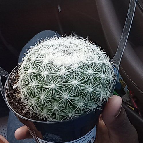 Photo of the plant species Pincushion Cactus by @TimelyDecodon37 named Mochi on Greg, the plant care app