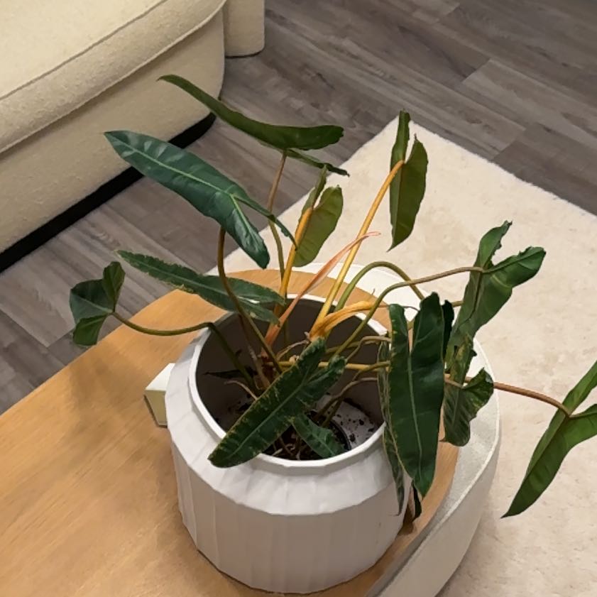 Photo of the plant species Philodendron billietiae by @DandyMarigold33 named Dax on Greg, the plant care app