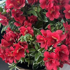 Photo of the plant species Peruvian-Lily by @HonoredSkyplant named da Vinci on Greg, the plant care app