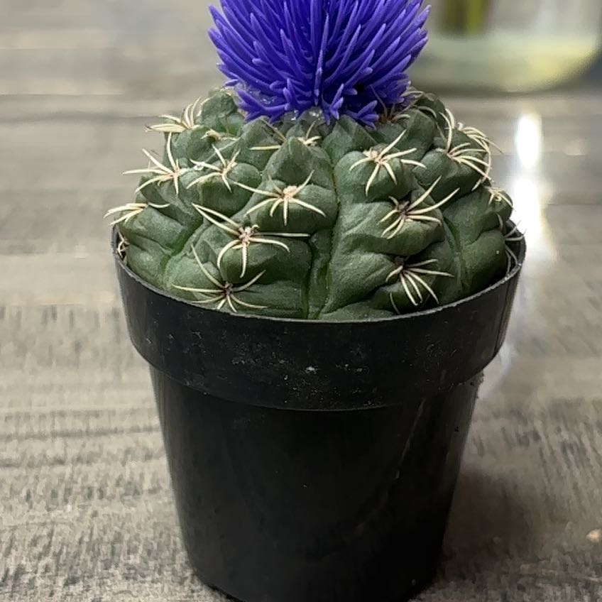 Photo of the plant species Cactus by @ExpertDeerberry named Choki on Greg, the plant care app